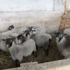 романовские овцы за границу в Вологде и Вологодской области 2