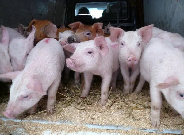 свиноматки, поросята, свиньи (оптом) в Чебоксарах и Чувашии 3
