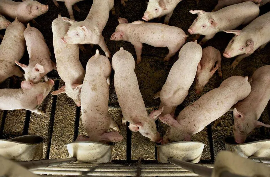 свиноматки, поросята, свиньи (оптом) в Чебоксарах и Чувашии 4