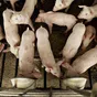 свиноматки, поросята, свиньи (оптом) в Чебоксарах и Чувашии 4