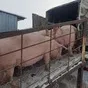 свиноматки, поросята, свиньи (оптом) в Чебоксарах и Чувашии 6