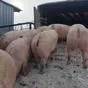 свиноматки, поросята, свиньи (оптом) в Чебоксарах и Чувашии 9