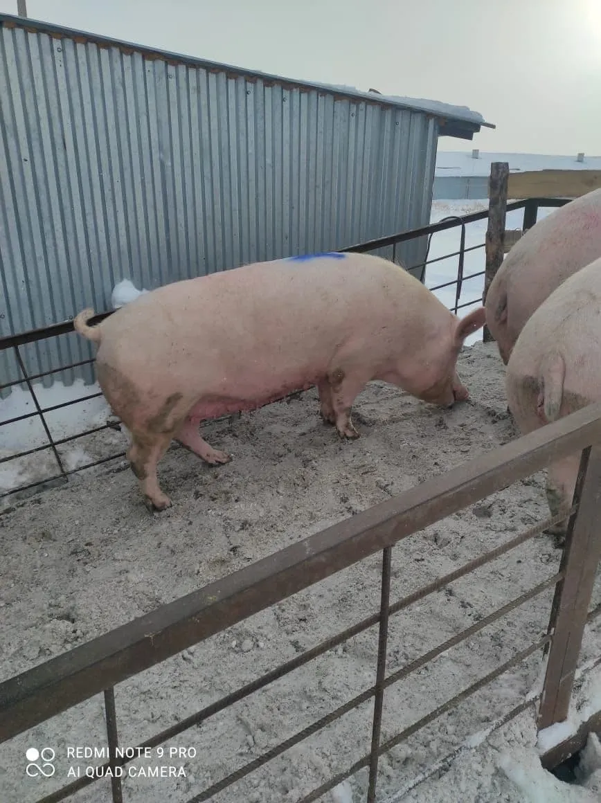 свиноматки, поросята, свиньи (оптом) в Чебоксарах и Чувашии 10