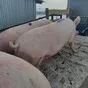 свиньи, Свиноматки, Поросята (оптом) в Самаре