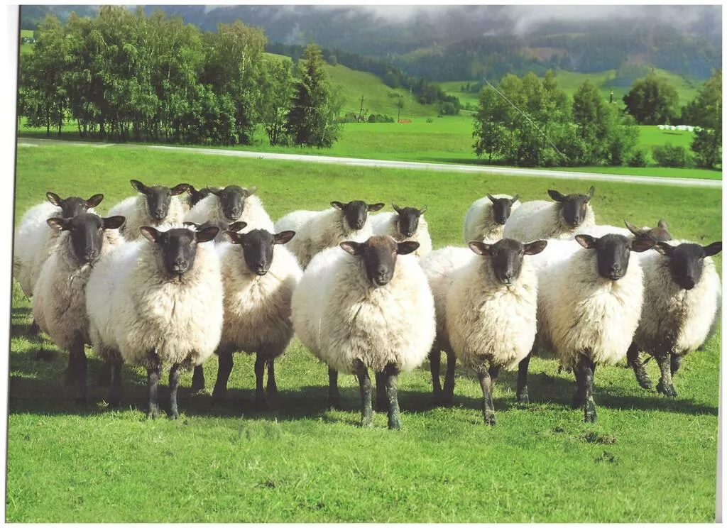 фотография продукта Молодняк романовских овец