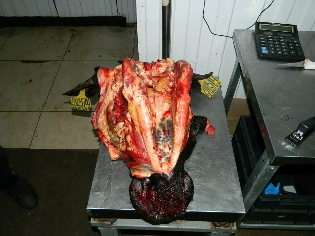 фотография продукта  головы говяжьи без щеки