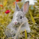 В Вологодской области создают кролиководческий комплекс полного цикла