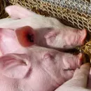 Очаг африканской чумы свиней выявлен в Вологодской области