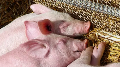 Очаг африканской чумы свиней выявлен в Вологодской области 