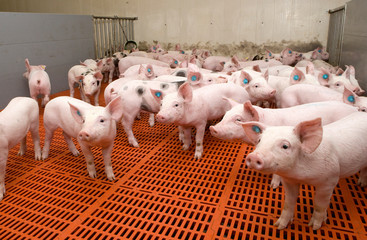 Вологодской области удается сдерживать распространение опасной африканской чумы свиней