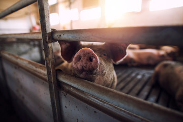 В Вологодской области предлагают перепрофилировать свинофермы из-за чумы