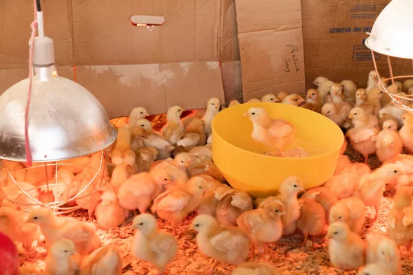 Партию суточных цыплят завезли на птицефабрику Вологодской области