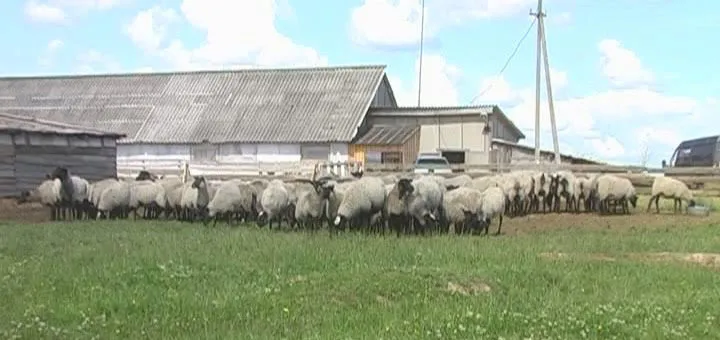 фотография продукта романовские овцы за границу
