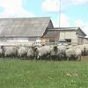 романовские овцы за границу в Вологде и Вологодской области