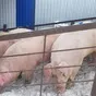 порсята, свиньи, свиноматки (оптом) в Казани и Республике Татарстан 4