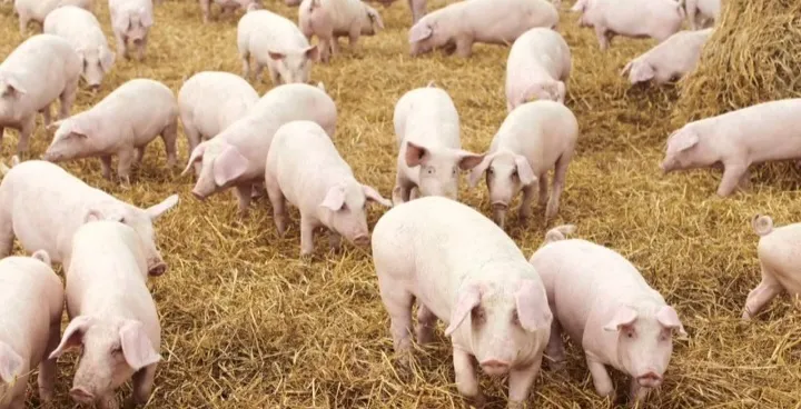свиньи живым весом в Вологде и Вологодской области