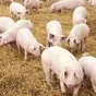 свиньи живым весом в Вологде и Вологодской области